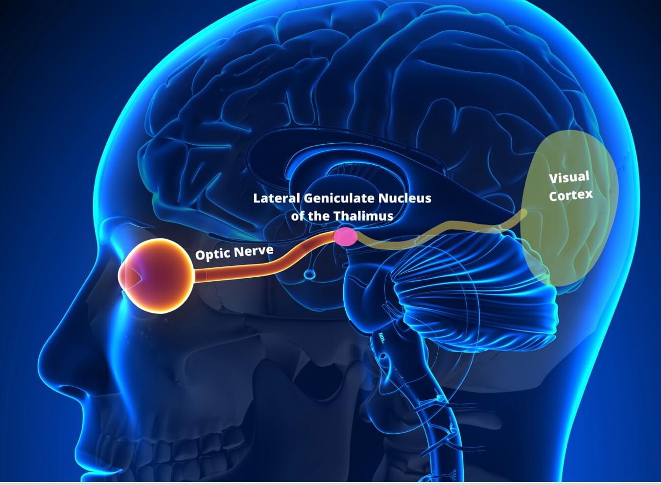 What is Visual Processing Speed?